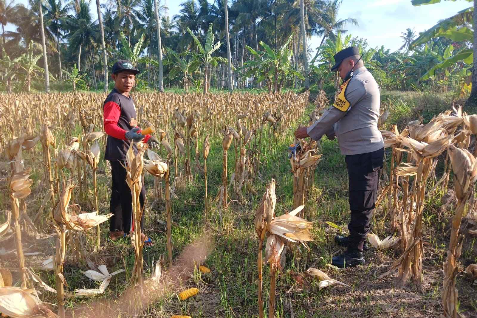 Panen Jagung di Dusun Lilin, Polsek Gerung Perkuat Sinergi dengan Petani (3) Panen Jagung di Dusun Lilin, Polsek Gerung Perkuat Sinergi dengan Petani