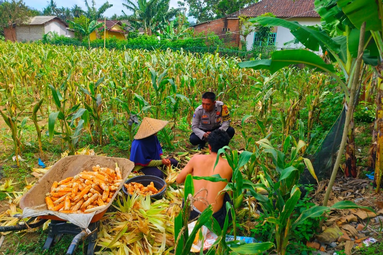 Polisi Sambangi Petani Jagung di Eyat Mayang Lembar, Dorong Ketahanan Pangan Lokal (3) Polisi Sambangi Petani Jagung di Eyat Mayang Lembar, Dorong Ketahanan Pangan Lokal
