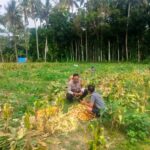 Polsek Lembar Dukung Ketahanan Pangan, Bhabinkamtibmas Eyat Mayang Dampingi Petani Jagung
