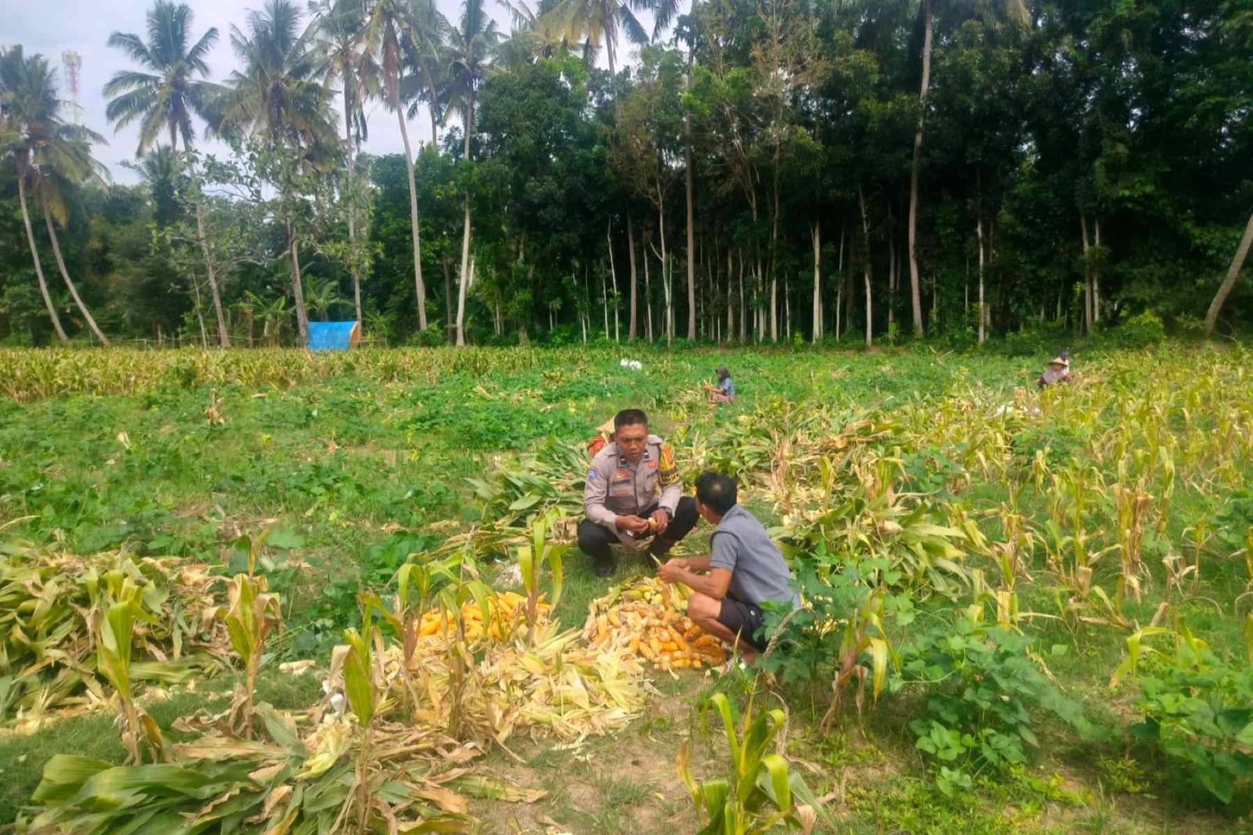Polsek Lembar Dukung Ketahanan Pangan Lewat Pendampingan Petani Desa Eyat Mayang (1) Polsek Lembar Dukung Ketahanan Pangan, Bhabinkamtibmas Eyat Mayang Dampingi Petani Jagung