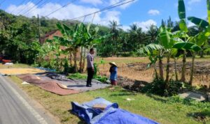 Sinergi Polri dan Petani Dusun Eyat Mayang Perkuat Program Ketahanan Pangan Nasional