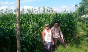 Kolaborasi Polsek Kuripan dan Petani Jagaraga Perkuat Stabilitas Pangan Desa