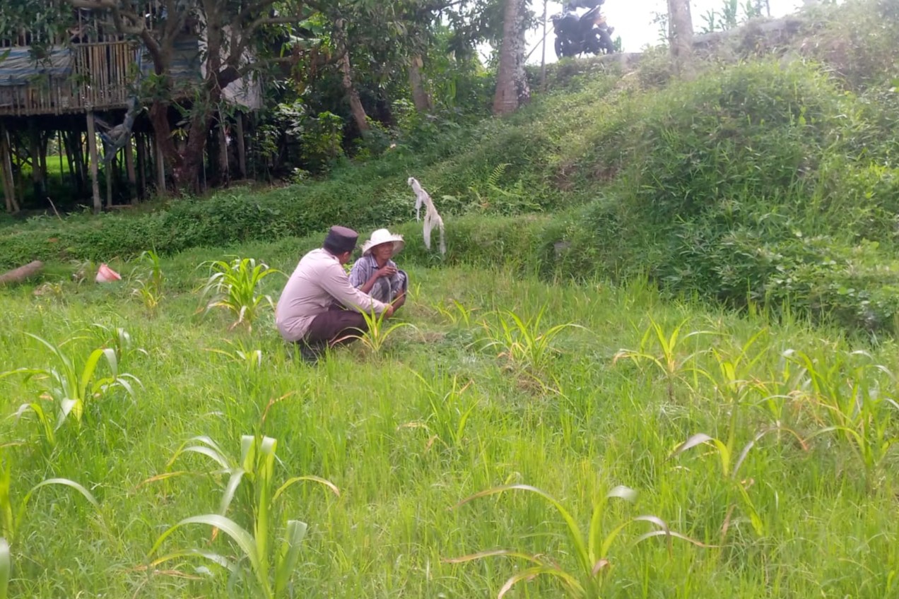 WhatsApp Image 2025-09-21 at 12.03.11 LOMBOK BARAT, NTB – Dalam upaya mewujudkan ketahanan pangan yang kuat di tingkat desa, Bhabinkamtibmas Desa Jagaraga, Aiptu I Gede Dodit, melaksanakan kunjungan silaturahmi ke Dusun Dasan Geres Pande, Kecamatan Kuripan, Lombok Barat. Kunjungan pada Minggu, 21 September 2025 ini bertujuan untuk mensosialisasikan pentingnya program ketahanan pangan kepada warga binaan, khususnya Bapak Nasri, dengan fokus pada pemanfaatan lahan produktif. Kegiatan yang dimulai pukul 11.00 WITA ini disambut baik oleh Bapak Nasri dan warga setempat. Aiptu Gede Dodit berinteraksi langsung dan memberikan edukasi tentang cara-cara efektif mengoptimalkan lahan yang mereka miliki, baik pekarangan rumah maupun lahan kosong, untuk ditanami tanaman pangan, beternak, atau budidaya perikanan. Inisiatif ini merupakan bagian dari komitmen Polri dalam mendukung program pemerintah untuk memperkuat fondasi ekonomi masyarakat, khususnya di sektor pertanian. Mendorong Produktivitas Lahan Melalui Tanaman Jagung Dalam kunjungannya, Aiptu Gede Dodit secara spesifik mengajak Bapak Nasri untuk menanam jagung di lahannya yang berlokasi di RT. 01 Dusun Dasan Geres Pande. Jagung dipilih karena merupakan salah satu komoditas pangan pokok yang memiliki nilai ekonomis tinggi dan relatif mudah dibudidayakan. Aiptu Gede Dodit menekankan bahwa pemanfaatan lahan untuk menanam jagung tidak hanya akan memenuhi kebutuhan pangan keluarga, tetapi juga dapat meningkatkan pendapatan jika hasilnya melimpah. “Kami datang ke sini untuk mengajak Bapak Nasri dan warga lainnya agar tidak menyia-nyiakan lahan yang ada. Dengan menanam jagung, misalnya, kita bisa berkontribusi langsung pada ketahanan pangan keluarga dan bahkan desa,” ujar Aiptu I Gede Dodit. Ia menambahkan bahwa upaya ini sejalan dengan program pemerintah pusat dalam menghadapi tantangan pangan global. Warga Antusias Dukung Program Ketahanan Pangan Respons positif datang dari warga binaan, Bapak Nasri, yang menyatakan kesiapannya untuk mendukung program ini. Menurutnya, inisiatif dari Bhabinkamtibmas ini sangat membantu masyarakat dalam melihat potensi lahan yang selama ini mungkin belum tergarap optimal. “Saya sangat berterima kasih atas kunjungan Bapak Bhabinkamtibmas. Kami siap mendukung program ini. Selama ini lahan memang ada, tapi kami belum tahu harus mulai dari mana. Dengan arahan ini, kami jadi lebih termotivasi,” ungkap Bapak Nasri. Ia berharap, kegiatan serupa dapat terus dilakukan untuk memberikan pendampingan dan motivasi kepada petani lainnya. Polisi Hadir untuk Masyarakat Kapolsek Kuripan, Ipda I Wayan Eka Ariyana, S.H., menjelaskan bahwa kegiatan yang dilakukan oleh Bhabinkamtibmas Aiptu I Gede Dodit merupakan wujud nyata dari peran Polri sebagai pengayom, pelindung, dan pelayan masyarakat. Ia menegaskan bahwa tugas polisi tidak hanya terbatas pada penegakan hukum, tetapi juga mencakup pembinaan masyarakat di berbagai sektor. “Kunjungan Bhabinkamtibmas ke warga binaan adalah salah satu cara kami menjalin komunikasi dan silaturahmi yang erat. Kami ingin memastikan masyarakat merasa dekat dengan kami dan tahu bahwa kami selalu siap membantu, termasuk dalam hal peningkatan kesejahteraan melalui program ketahanan pangan,” kata Ipda I Wayan Eka Ariyana. Menguatkan Fondasi Ekonomi Desa Hasil dari kegiatan ini tidak hanya terwujud dalam bentuk kesepakatan dan dukungan, tetapi juga dalam terjalinnya hubungan silaturahmi dan komunikasi yang lebih baik antara pihak kepolisian dan masyarakat. Melalui pendekatan humanis ini, program pemerintah terkait ketahanan pangan dapat tersampaikan dengan lebih efektif dan diterima dengan tangan terbuka oleh warga. Upaya kolaboratif antara aparat dan masyarakat menjadi kunci utama dalam membangun desa yang mandiri dan memiliki ketahanan ekonomi yang kuat. Dengan semakin banyaknya lahan produktif yang dimanfaatkan, diharapkan kesejahteraan petani di Lombok Barat akan meningkat, dan pasokan pangan lokal akan lebih terjamin.