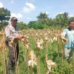 Situasi Desa Merembu Kondusif, Polisi Ajak Warga Fokus pada Kemandirian Pangan