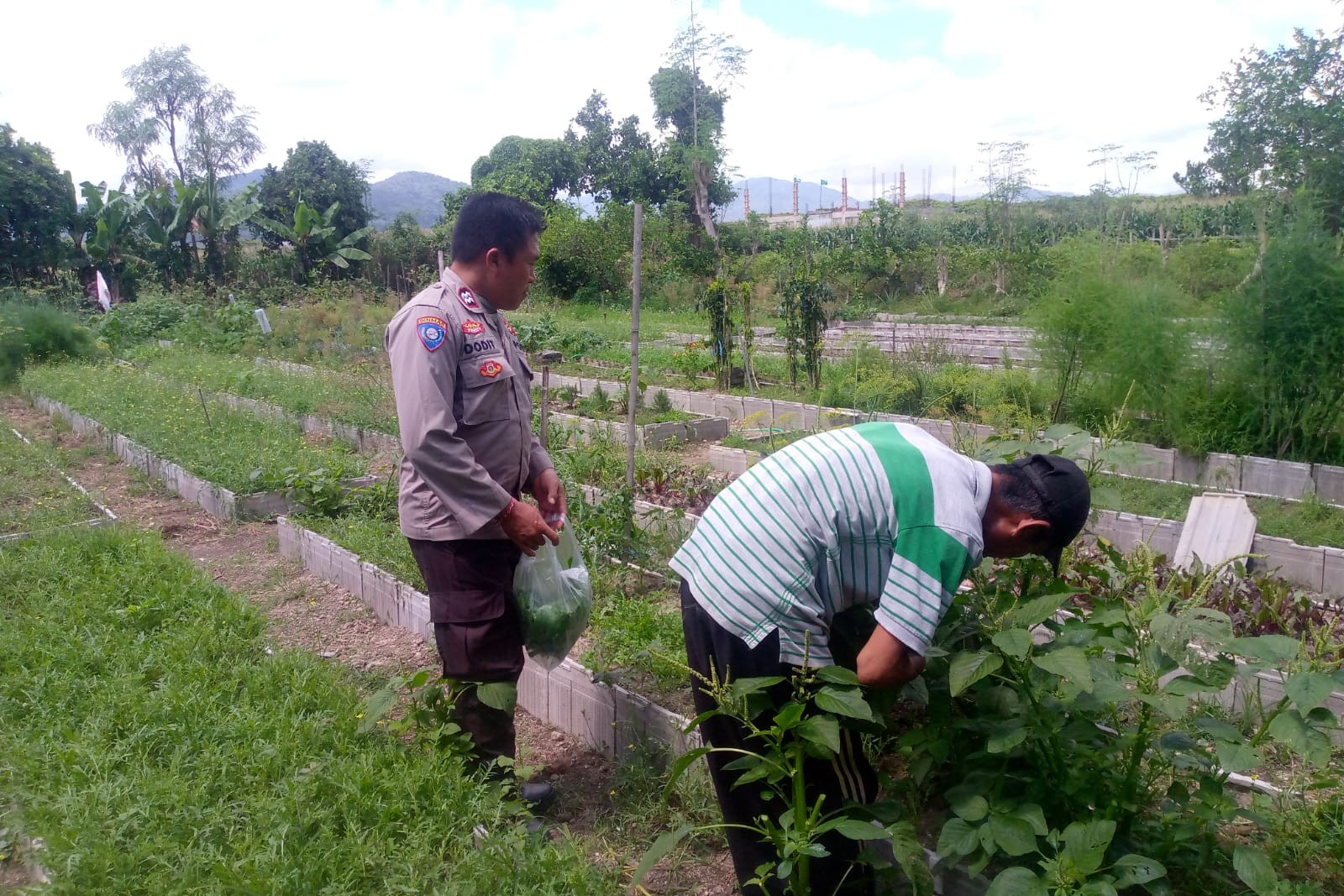 WhatsApp Image 2025-09-26 at 11.30.05 Dukungan Polri Bagi Petani Dusun Tegal: Langkah Nyata Kemandirian Pangan Jagaraga