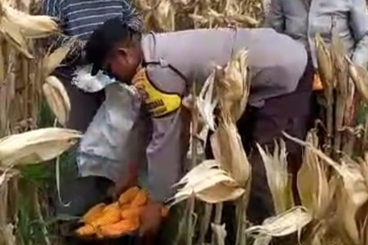 WhatsApp Image 2025-09-26 at 12.13.08 (1) Sambang Desa di Lombok Barat: Bhabinkamtibmas Dorong Warga Jual Hasil Panen ke Bulog