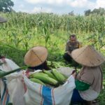 Panen Jagung Dusun Jerneng: Polsek Labuapi Dorong Swasembada Pangan Lokal