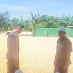 Sinergi Polisi dan Petani Jaga Pasokan Jagung di Lombok Barat