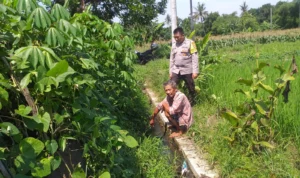 Petani Jagaraga Didorong Polri Tanam Padi dan Jagung untuk Pangan Lokal