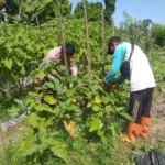 Bhabinkamtibmas Ajak Warga Optimalkan Pekarangan untuk Ketahanan Pangan