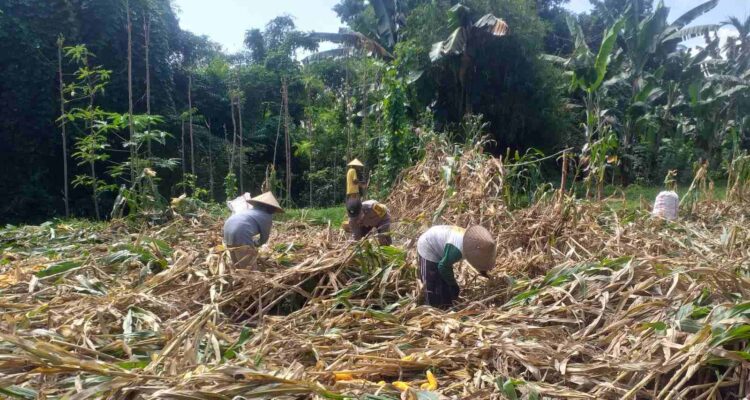 Kemandirian Pangan: Bhabinkamtibmas Kuripan Kunjungi Petani Jagung