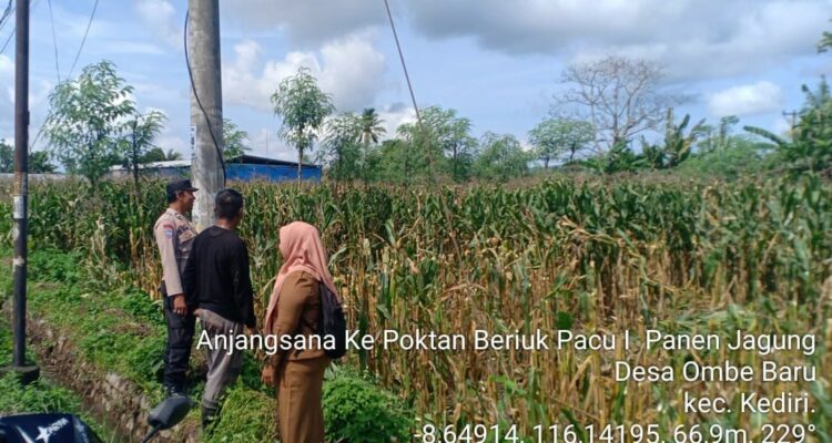 Bhabinkamtibmas Kediri Lobar dan PPL Tinjau Panen Jagung, Jaga Kestabilan Pangan Desa