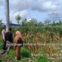 Bhabinkamtibmas Kediri Lobar dan PPL Tinjau Panen Jagung, Jaga Kestabilan Pangan Desa