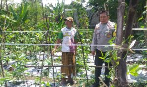 Sinergi Polri-Warga: Pekarangan Rumah Jadi Kunci Mandiri Pangan