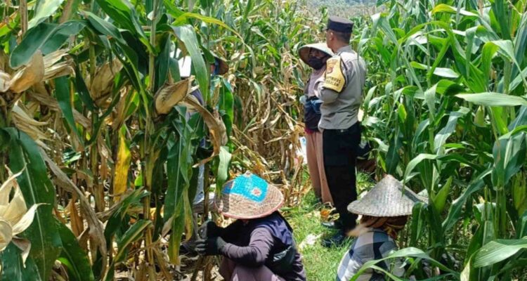 Polsek Gerung Kawal Ketahanan Pangan Desa Babussalam