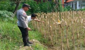 Aksi Polsek Gerung Dorong Swasembada Pangan di Desa